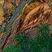 Tree and rock by peterdegraaff