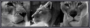 14th May 2013 - Lioness - The Ladies of Taronga