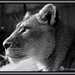 Lioness - The Ladies of Taronga by annied