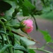 Eglantine - flowers of Sleeping Beauty by pavlina
