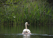 1st Jun 2013 - Dad swan taking cygnets for a swim.