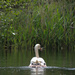 Dad swan taking cygnets for a swim. by bizziebeeme