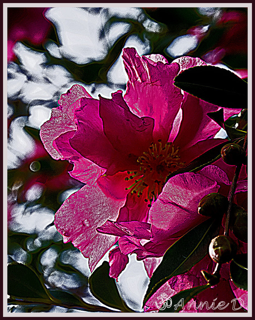 Pink Petals on Camellia by annied