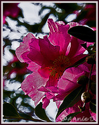 1st Jun 2013 - Pink Petals on Camellia