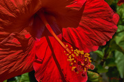 31st May 2013 - Hibiscus