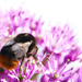 High Key Bee by nicolaeastwood