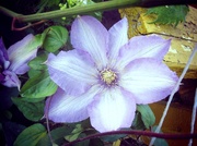 30th May 2013 - clematis