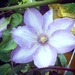 clematis by inspirare
