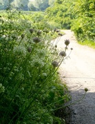31st May 2013 - Country Lane