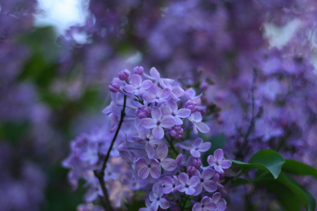 Lilacs by kerristephens
