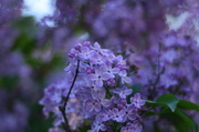 1st Jun 2013 - Lilacs