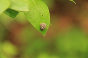 30th Apr 2013 - little snail