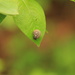 little snail by belucha