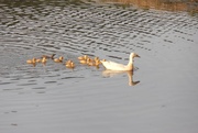1st Jun 2013 - Mama Ducks and Babies