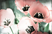1st Jun 2013 -  tulips of may