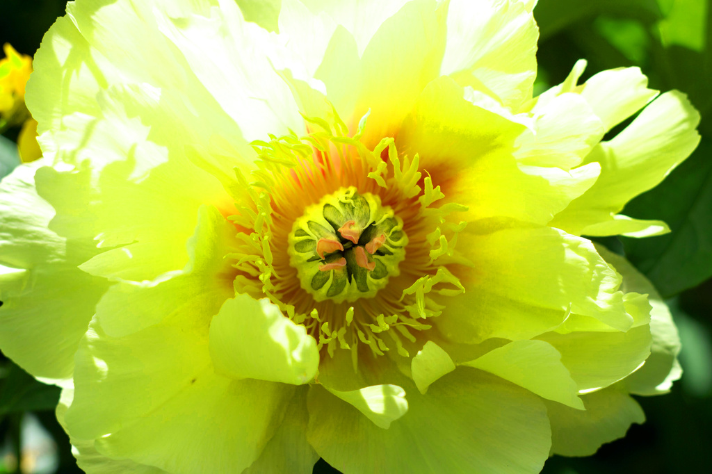 Yellow Peony by nanderson