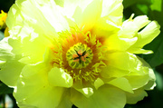 2nd Jun 2013 - Yellow Peony