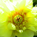 Yellow Peony by nanderson