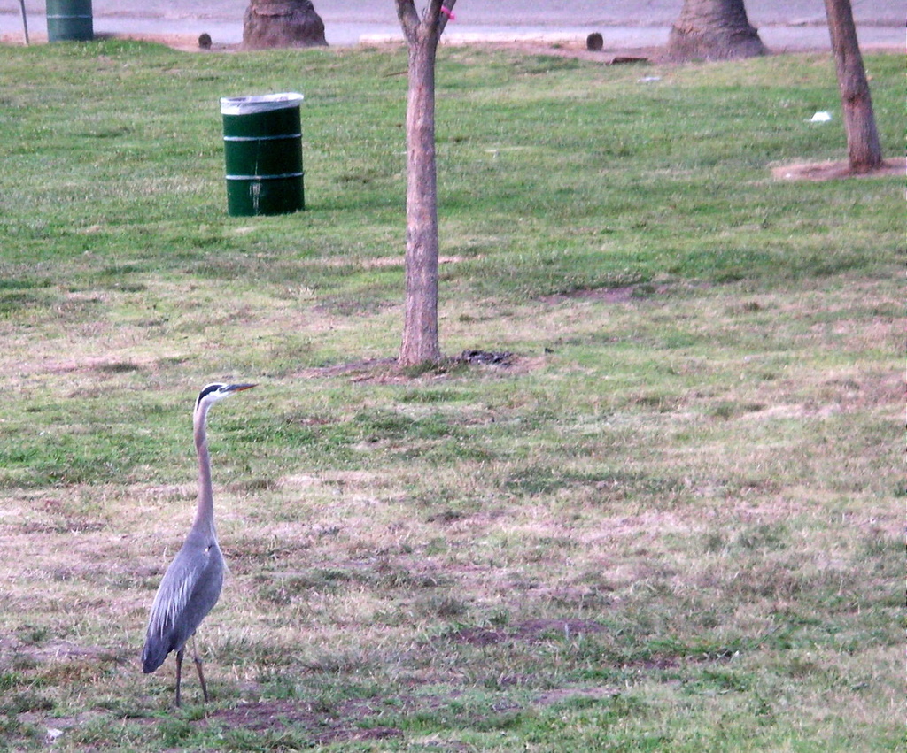 I Hear There Are Herons in the Park by pasadenarose