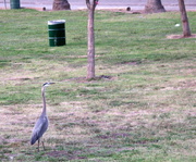 16th May 2013 - I Hear There Are Herons in the Park