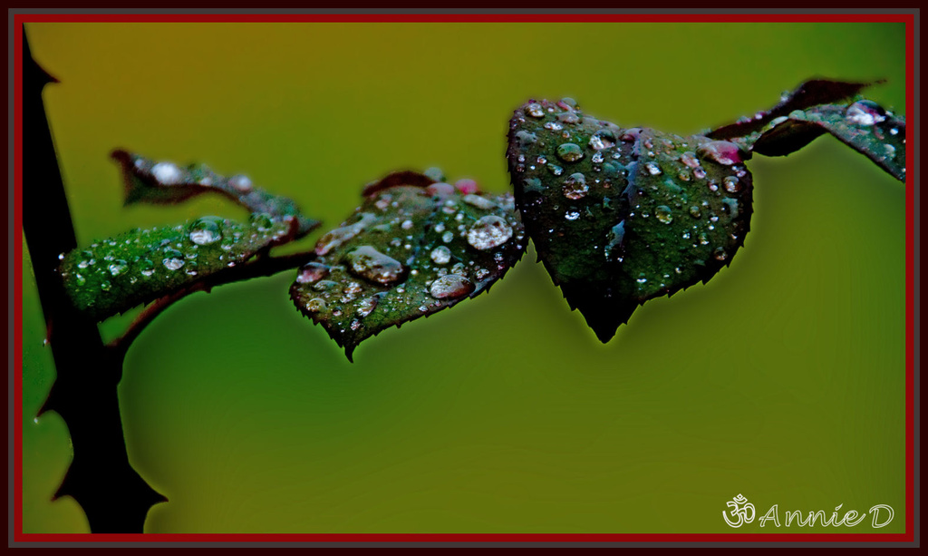 Leaves, Thorns and Raindrops by annied