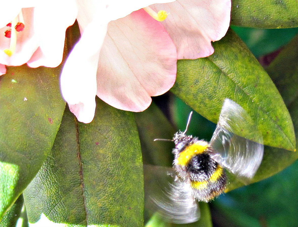 'Grumpy' the rhododendron and bee by quietpurplehaze