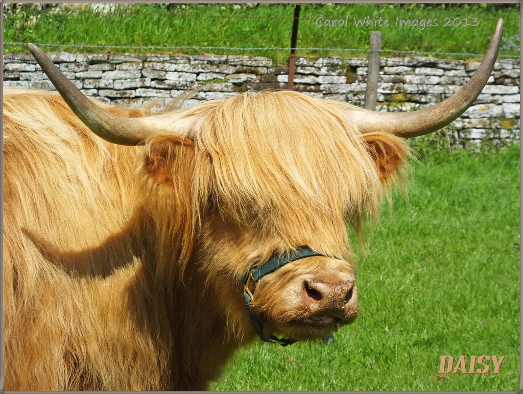 Daisy,A Highland Cow by carolmw