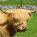 Daisy,A Highland Cow by carolmw