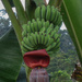 Banana tree by rachel70
