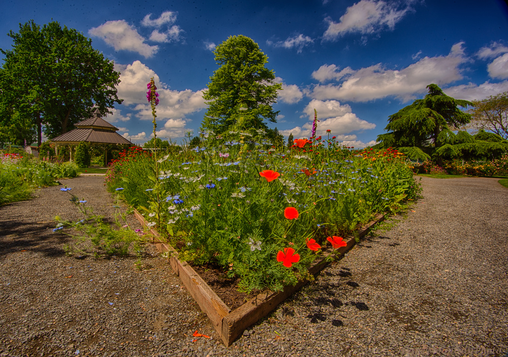 Rose Garden HDR  by jgpittenger