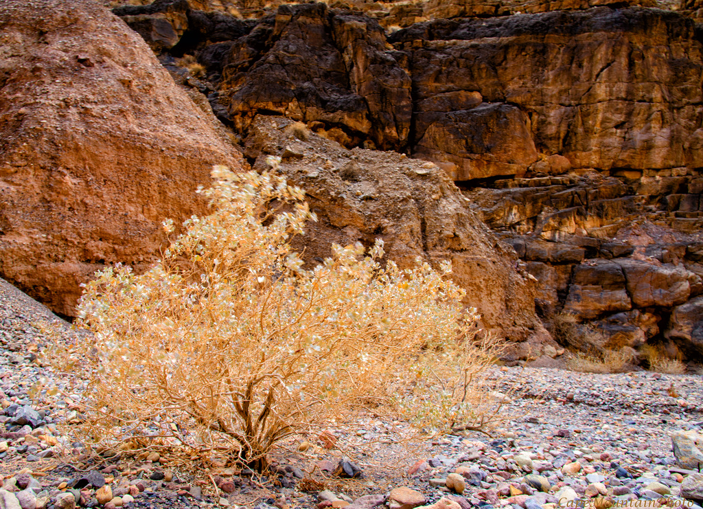 Golden Tree in Titus Canyon  by jgpittenger