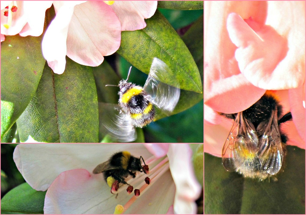 busy little bees by quietpurplehaze
