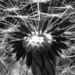 Dandelion Crown (June) by itsonlyart