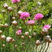 flowers around the garden ! --Thrift  by beryl