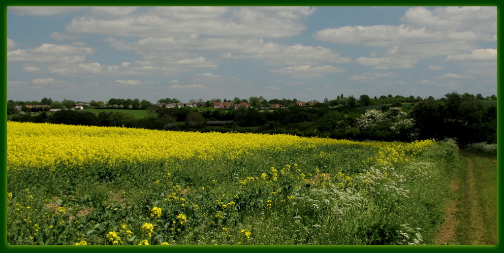 Rape seed fields over Catworth by busylady
