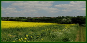 2nd Jun 2013 - Rape seed fields over Catworth