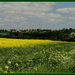 Rape seed fields over Catworth by busylady