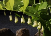 2nd Jun 2013 - Lily of the valley