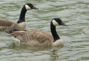 2nd Jun 2013 - Canadian geese