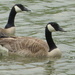 Canadian geese by bruni