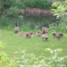 Canadian geese and their goslings by bruni