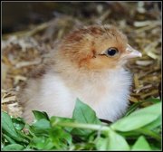 2nd Jun 2013 - One day old chick