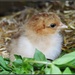 One day old chick by rosiekind