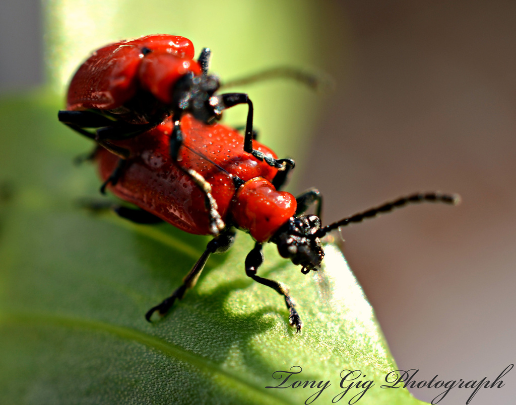 Lilly Beetle by tonygig