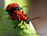 2nd Jun 2013 - Lilly Beetle