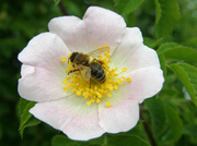 1st Jun 2013 - Buzzed as a bee