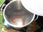 5th Jan 2010 - Cooking a crab