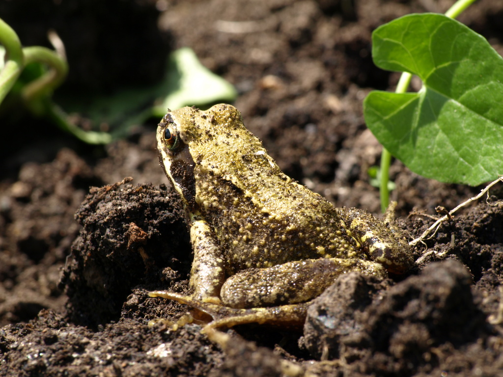 Frog - 02-6 by barrowlane