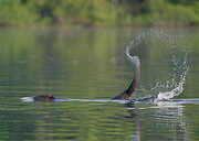 2nd Jun 2013 - Phase 1 of the Tail Slap