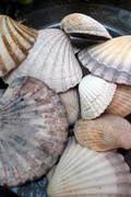 13th Aug 2012 - Shell collection